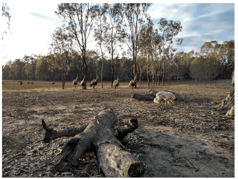 emus-scare-gunyarr-1