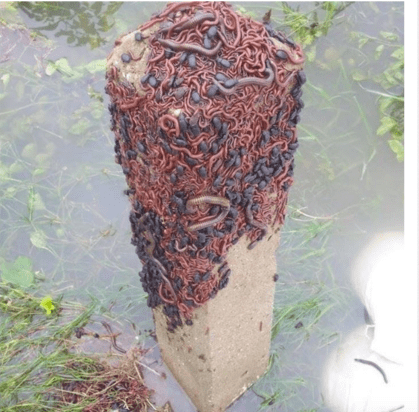Insects in flood